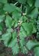 image of Hamamelis virginiana