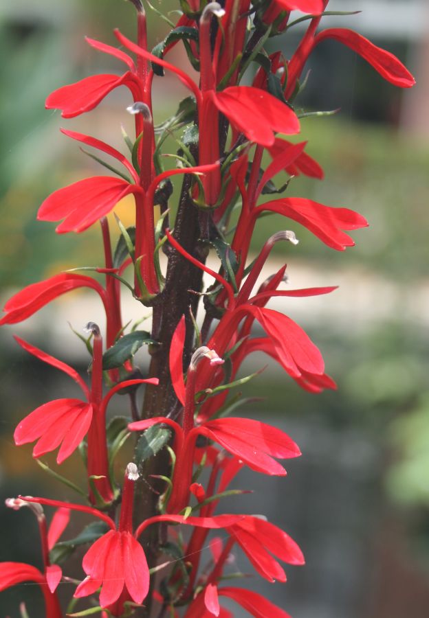 Campanulaceae Lobelia cardinalis