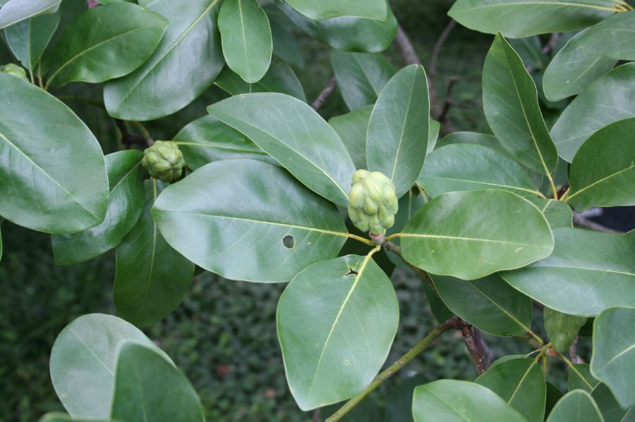 Magnoliaceae Magnolia virginiana