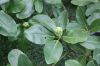 image of Magnolia virginiana