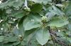 image of Magnolia virginiana