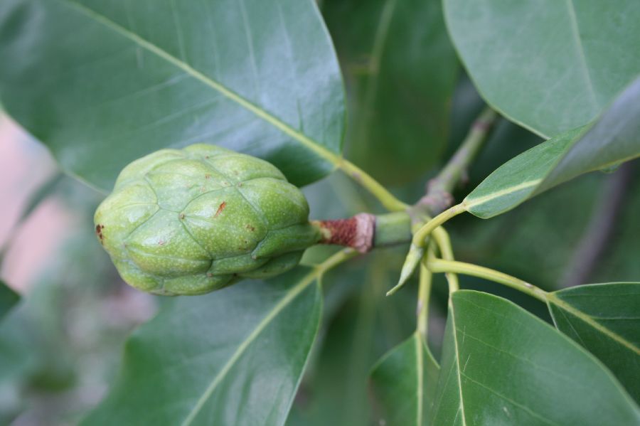 Magnoliaceae Magnolia virginiana