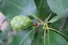 image of Magnolia virginiana