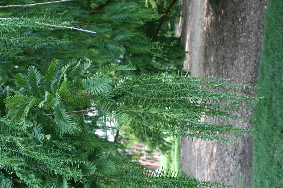 Cupressaceae Metasequoia glyptostroboides