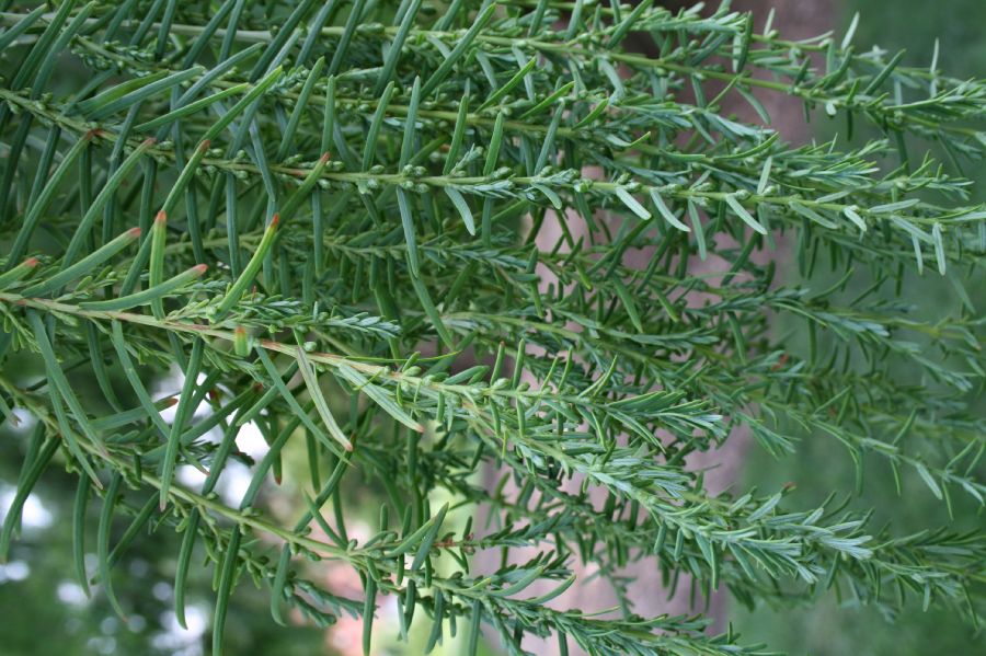 Cupressaceae Metasequoia glyptostroboides