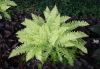 image of Nephrolepis exaltata