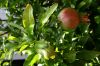 image of Punica granatum