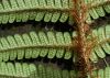 image of Dryopteris wallichiana