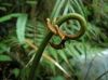 image of Pteris orizabae
