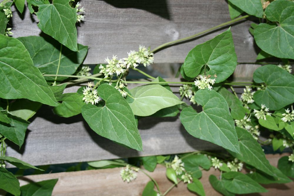 Apocynaceae Cynanchum laeve