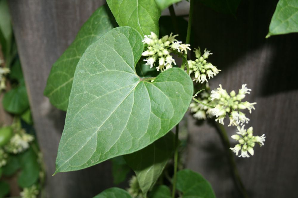 Apocynaceae Cynanchum laeve