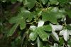 image of Liquidambar styraciflua