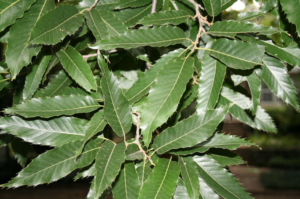 Fagaceae Quercus acutissima