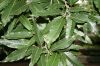 image of Quercus acutissima