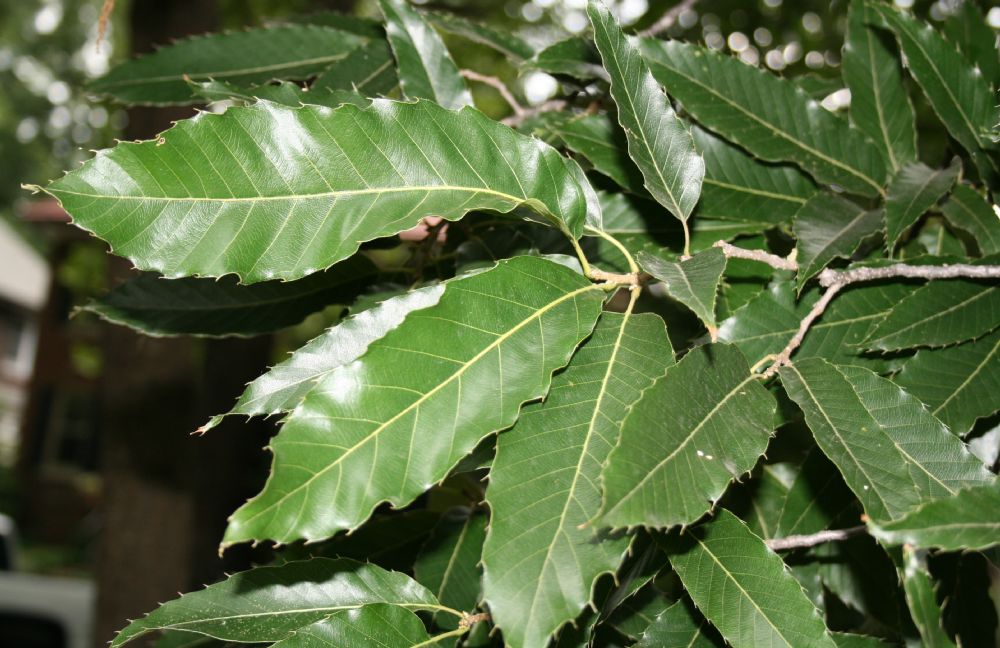 Fagaceae Quercus acutissima