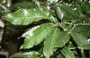 image of Quercus acutissima
