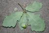image of Quercus bicolor