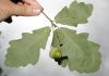 image of Quercus bicolor