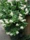 image of Hydrangea paniculata