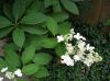 image of Hydrangea paniculata
