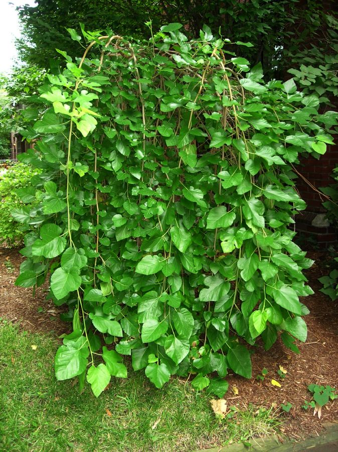 Moraceae Morus alba