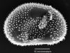 image of Elaphoglossum delasotae