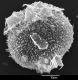 image of Elaphoglossum didymoglossoides