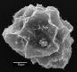 image of Elaphoglossum didymoglossoides