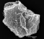 image of Elaphoglossum didymoglossoides