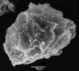 image of Elaphoglossum didymoglossoides