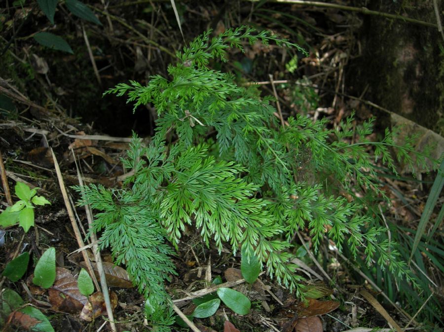 Aspleniaceae Asplenium fragrans