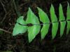 image of Asplenium lamprocaulon