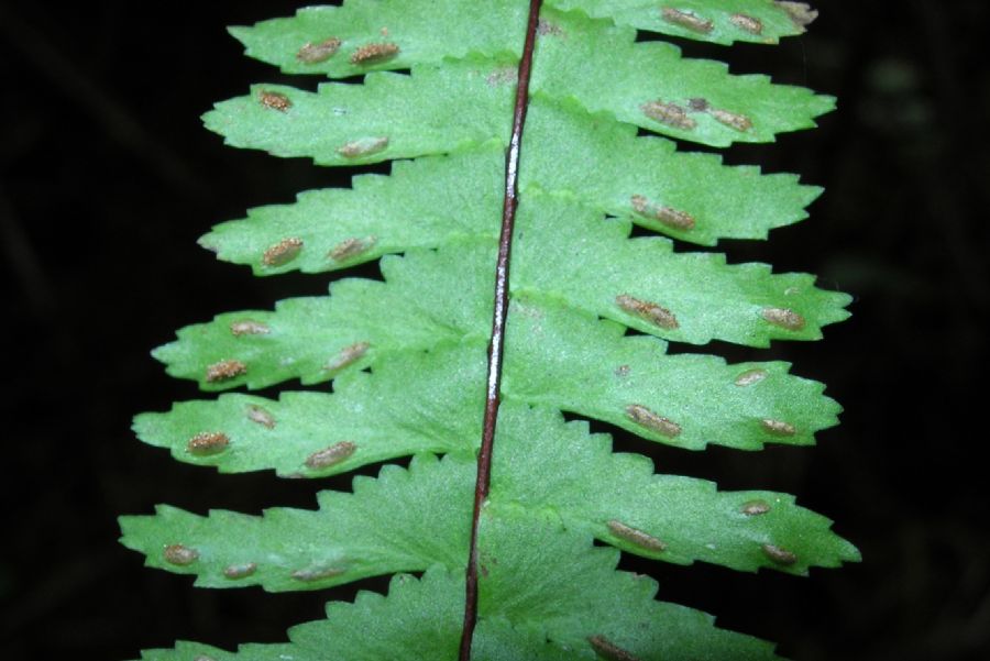 Aspleniaceae Asplenium monanthes