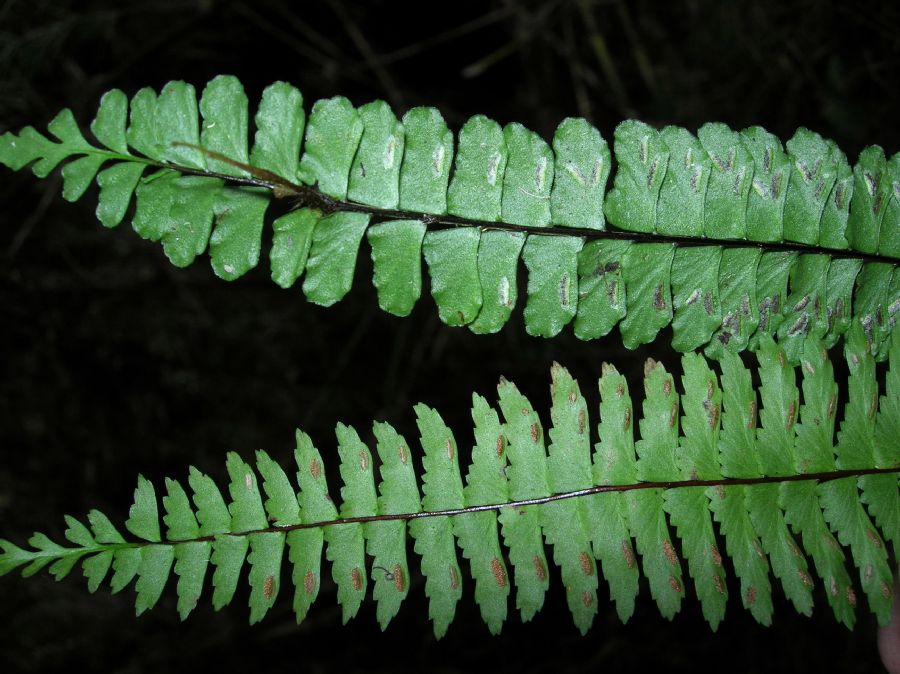 Aspleniaceae Asplenium polyphyllum