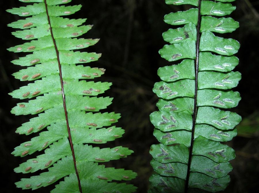 Aspleniaceae Asplenium monanthes