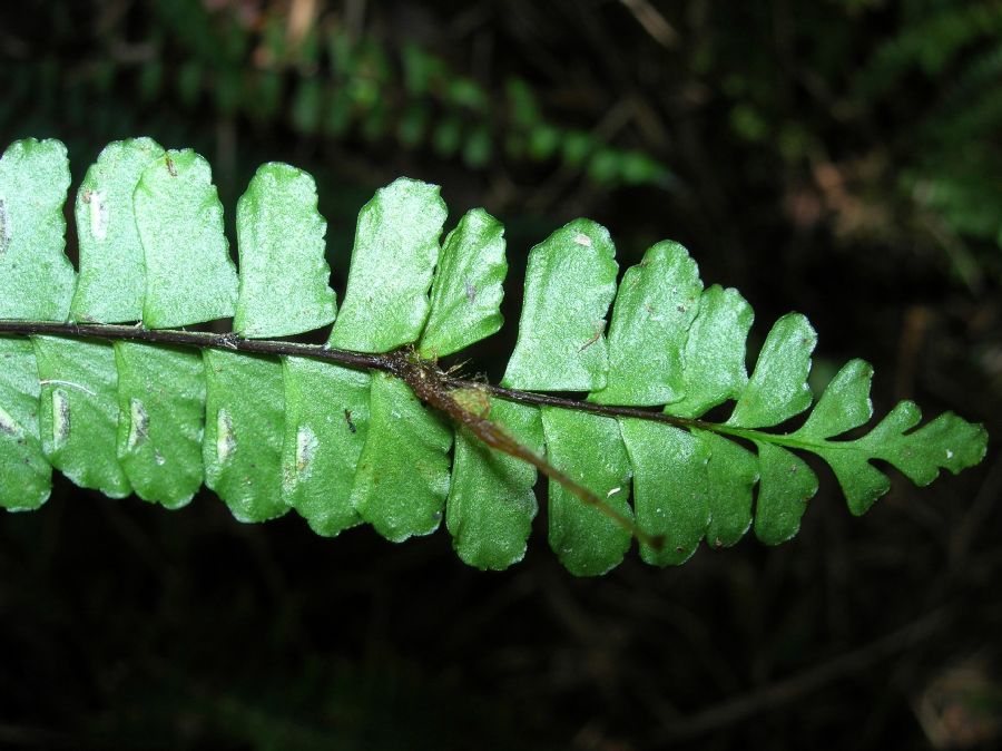 Aspleniaceae Asplenium polyphyllum