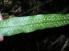 image of Campyloneurum amphostenon