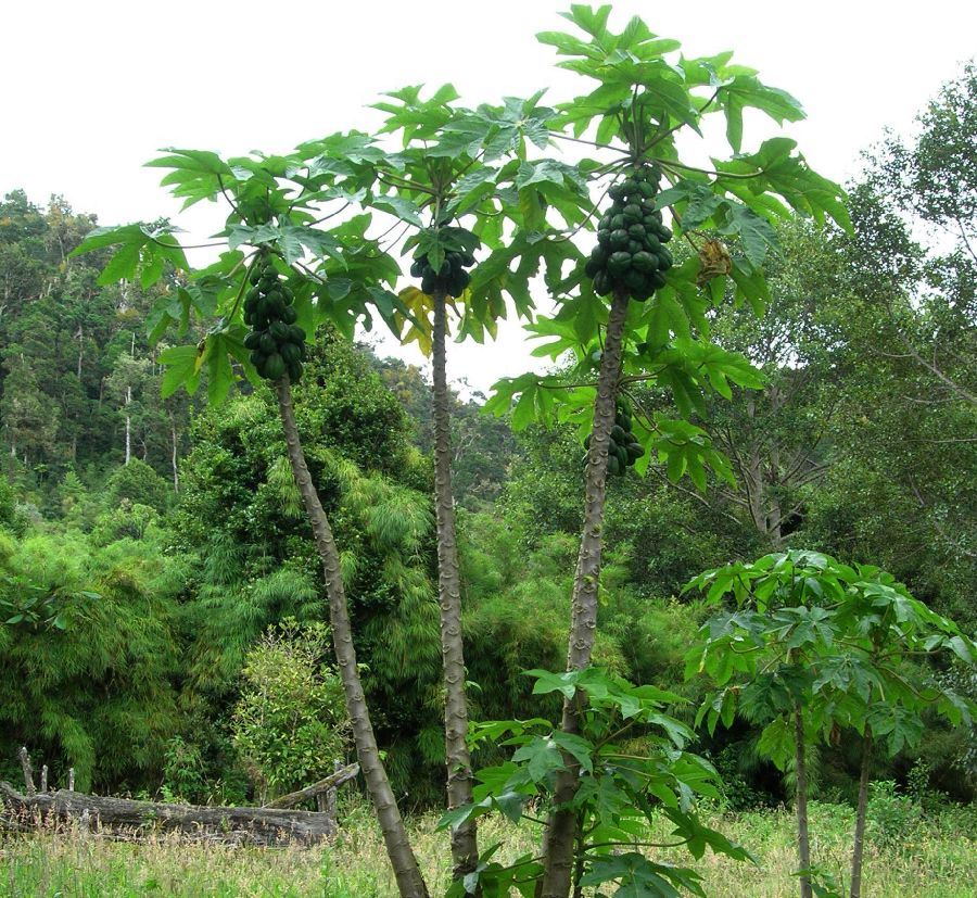 Caricaceae Carica papaya