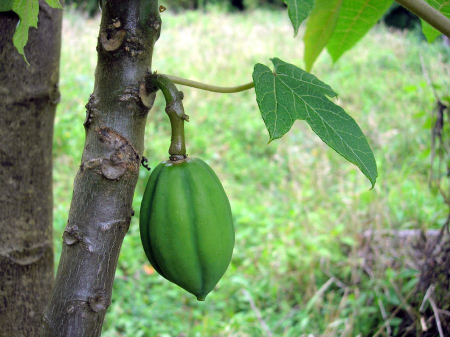 Caricaceae Carica papaya