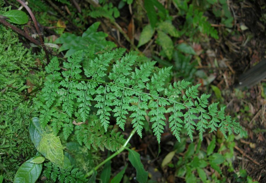 Cystopteridaceae Cystopteris fragilis