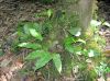 image of Elaphoglossum cotoi