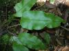 image of Elaphoglossum erinaceum