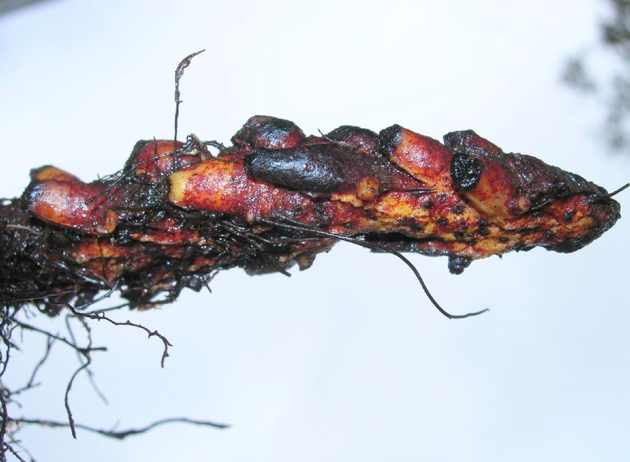 Dryopteridaceae Elaphoglossum erinaceum