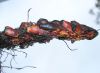 image of Elaphoglossum erinaceum