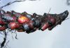 image of Elaphoglossum erinaceum