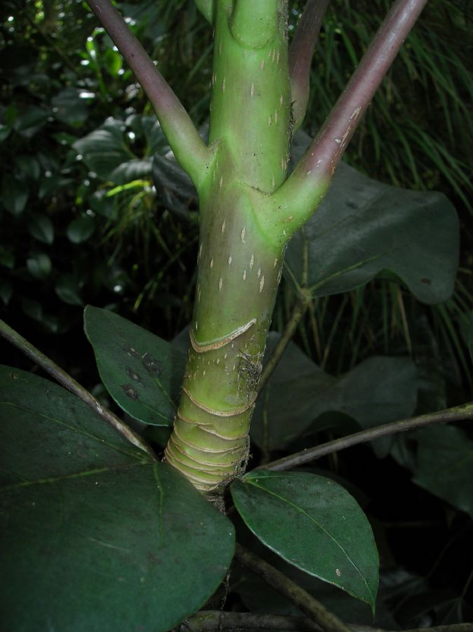 Araliaceae Oreopanax 