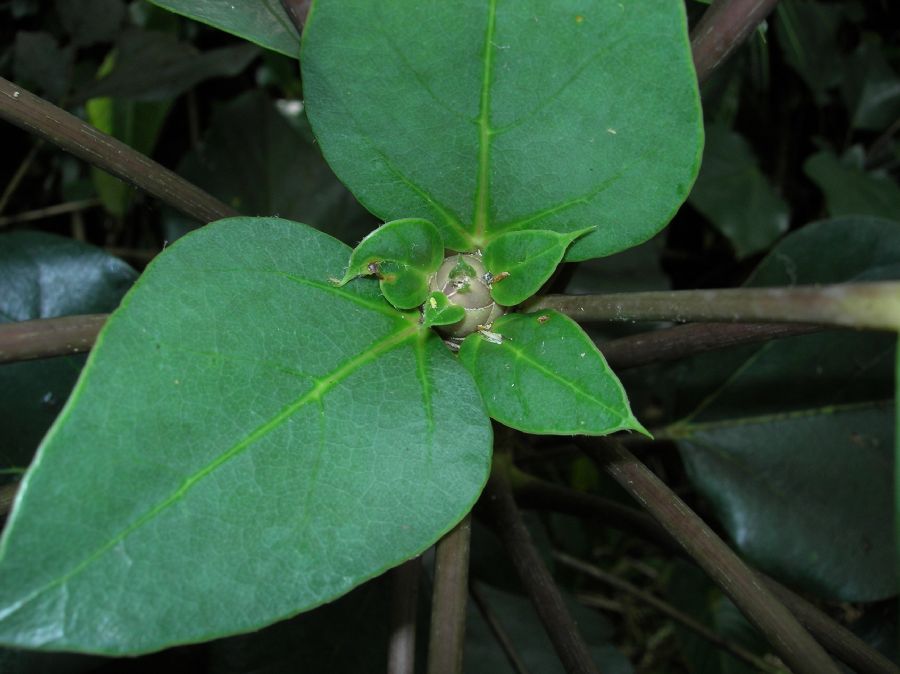 Araliaceae Oreopanax 