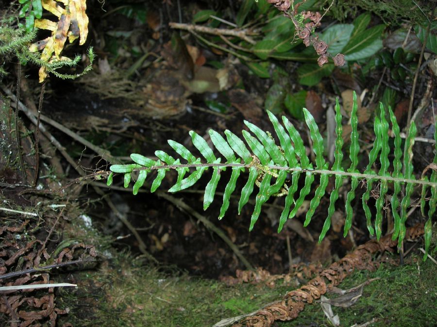 Polypodiaceae Pecluma 