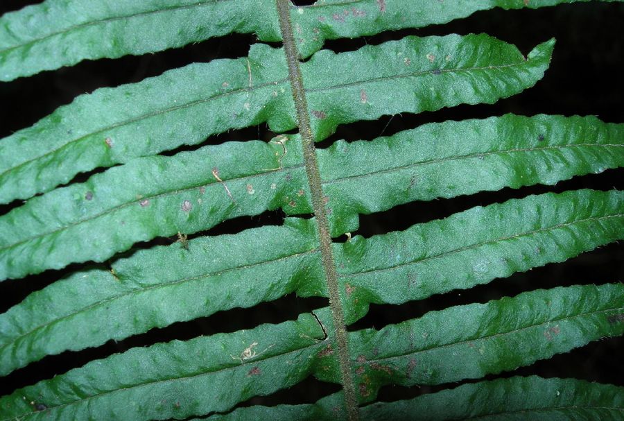 Polypodiaceae Pecluma 