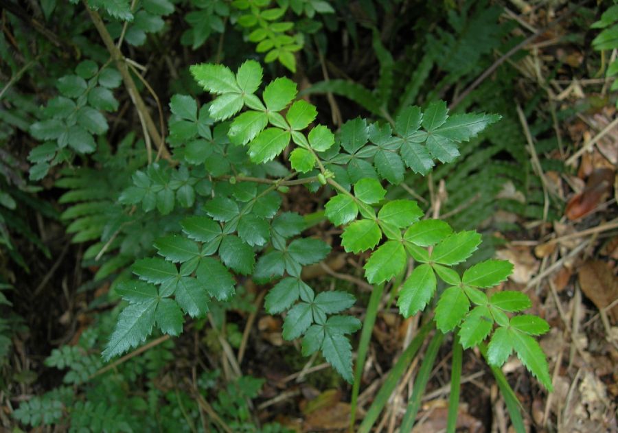 Cunoniaceae Weinmannia 